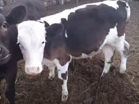 गाय, Simmental cattle — फ़ोटो 1