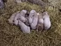 خنازير (دفعة، الجنس غير محدد), الخنازير — الصورة 2