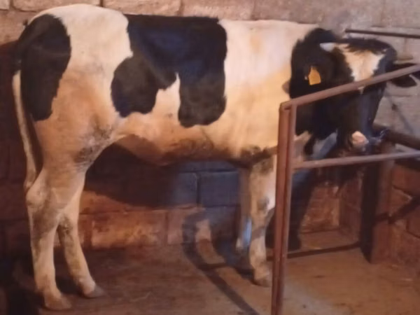 गाय, Russian Black pied cattle