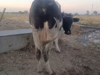 母牛, Holstein breed — 照片 1