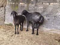 كبش, Hissar sheep — الصورة 3