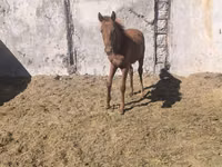 Hengst, Thoroughbred horse — Foto 3