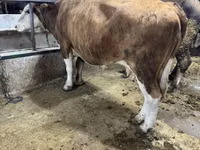 Kuh, Simmental cattle — Foto 2