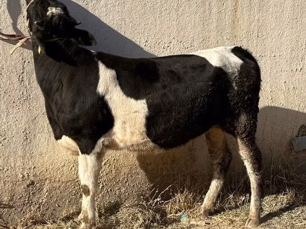 गाय, Russian Black pied cattle — उज़्बेकिस्तान
