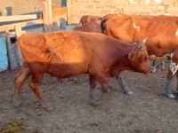 Bulle, Simmental cattle — Foto 4