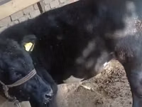 公牛, Aberdeen-Angus — 照片 2
