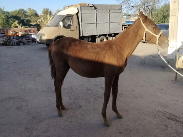 فرس, Kazakh horse — كازاخستان