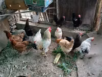 Chickens — Foto 2