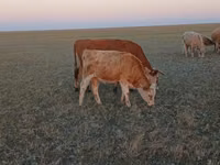 بقرة, Simmental cattle — الصورة 5