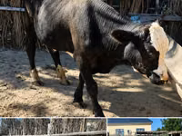 Bovinos (lote, sexo no especificado), Latvian Blue cattle — foto 1