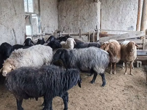 Овцы (партия, пол не указан), Гиссарская овца