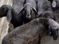 Widder, Hissar sheep — Foto 5