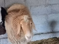 كبش, Rhon sheep — الصورة 4