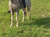 Hengst, Azerbaijan horse — Foto 3