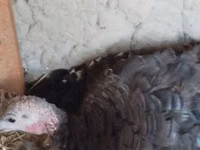 Turkeys — Foto 1