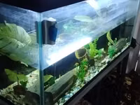 Akvariumn 10lik oynakda ishlangan — сүрөт 1