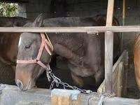 Aygʻir, Kazakh horse — 4-rasm