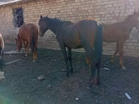 Hengst, Horse breed — Foto 4