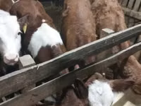 Бұқа, Simmental cattle — 2-сурет