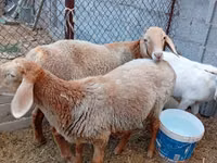 نعجة, Arashan sheep — الصورة 2