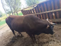 公牛, Cattle — 照片 4