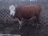 गाय, Latvian Blue cattle — फ़ोटो 1