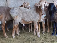 كبش, الأغنام — الصورة 3