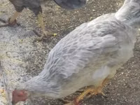 Chickens — foto 3