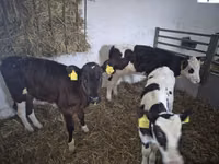 Vaca, Russian Black pied cattle — foto 1