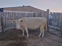 Kuh, Simmental cattle — Foto 1