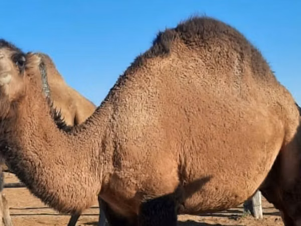骆驼（批次，未指定性别）, Kazakh Bactrian camel