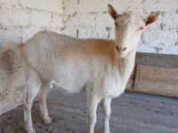 Ziege, Saanen goat — Foto 2