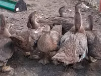 Ducks — Foto 7