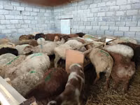 Schaf, Schafe — Foto 4