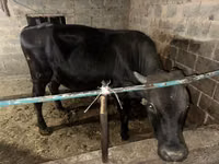 Bulle, Aberdeen-Angus — Foto 4