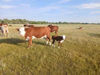 Kuh, Latvian Blue cattle — Foto 1