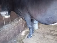 母牛, Cattle — 照片 2