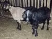 Ziegenbock, Ziegen — Foto 6