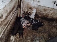 Säue, Schweine — Foto 1