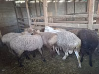 Oveja, Ovejas — foto 1