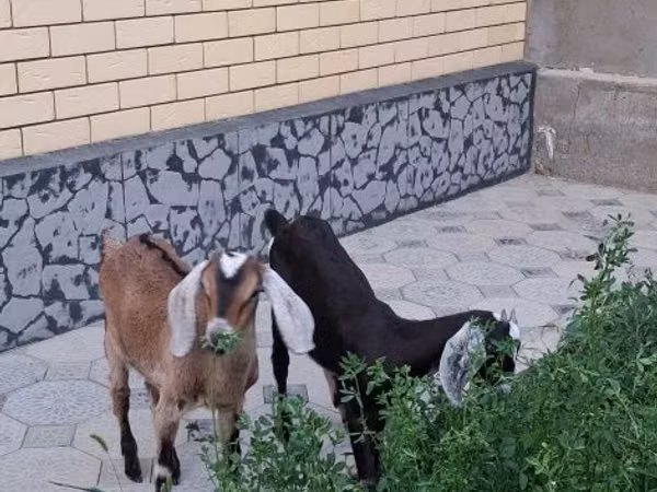 母山羊, Nubian Goat — 哈萨克斯坦