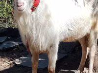 تيس, Saanen goat — الصورة 5