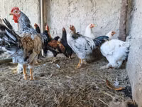Chickens — Foto 7