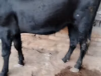 Vaca, Ganado vacuno — foto 3