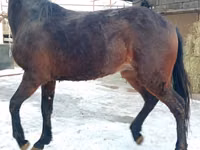 Hengst, Budyonny horse — Foto 1