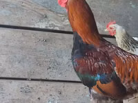 Derbyshire Redcap — Foto 2