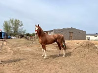 Ат, Араб таза кандуу — сүрөт 2