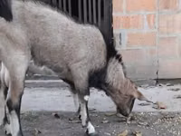تيس, Nubian Goat — الصورة 1