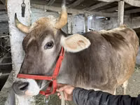 गाय, Swiss cattle — फ़ोटो 3