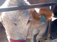 Kuh, Simmental cattle — Foto 7